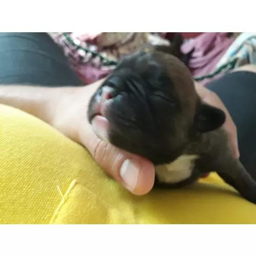 Bulldog Frances