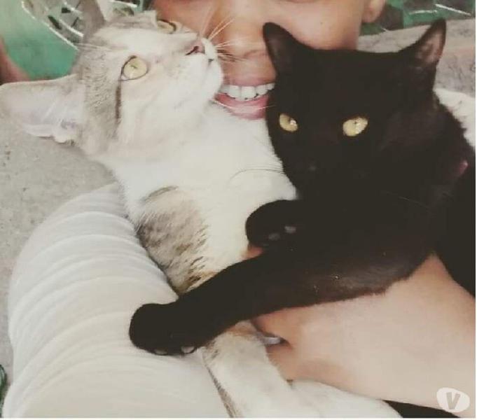 Cat Sitter,Babá de Gatos,cuidadora de gatosRJ