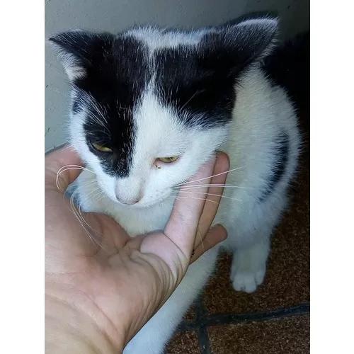 Doação De Gatinhos