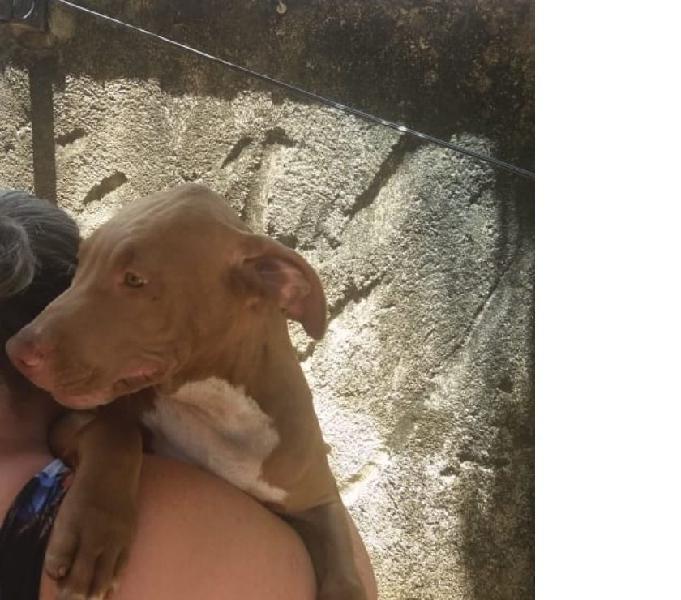 Filhote de pitbull