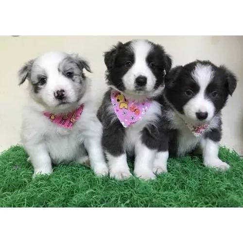 Filhotes De Border Collie, T