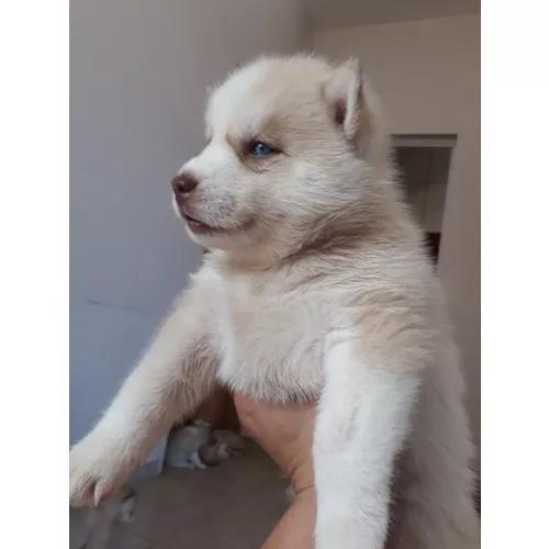 Filhotes De Husky Siberiano