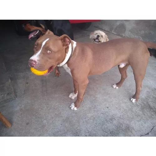 Pit Bull Red Nose Macho 6 Meses