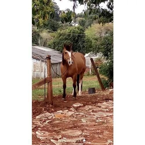 Vendo Cavalo Crioulo Registrado Bom De Laço Cavalo De