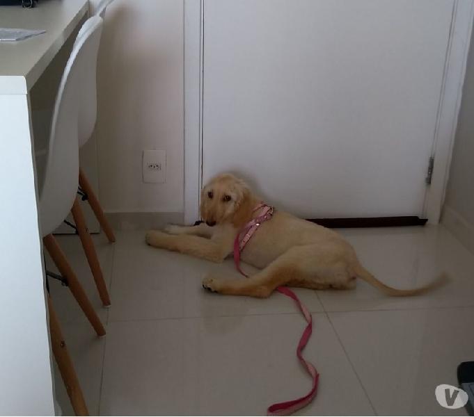 Afghan hound - Galgo E afegão