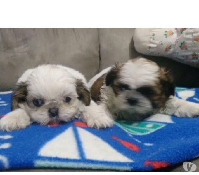 Shih Tzu Filhotes Machinhos