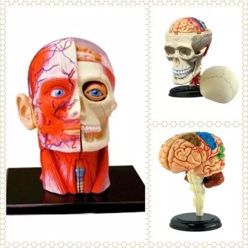 Anatomia Da Cabeça Humana + Crânio E Nervos + Cérebro