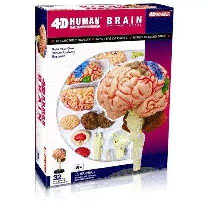 Anatomia Do Corpo Humano - Cérebro 4d Master