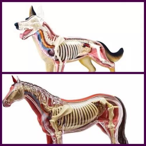 Anatomias Do Cavalo E Cachorro- 4d Master