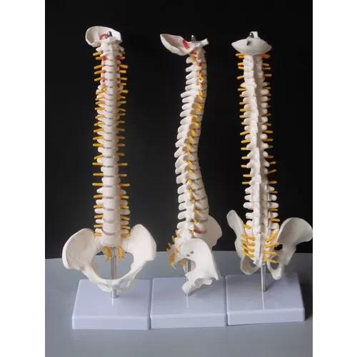 Coluna Vertebral Esqueleto - Anatomia Humana - 45cm