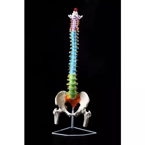 Coluna Vertebral Esqueleto Tamanho Real 82 Cm Flexível