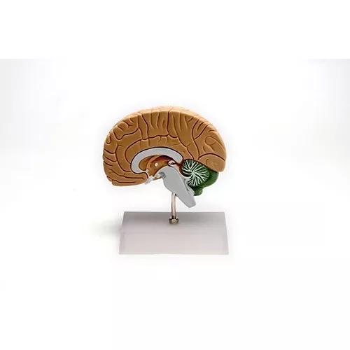 Cérebro Modelo Anatômico - Lojalab