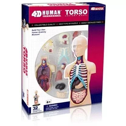 Modelo Do Corpo Humano - Torso 26051 - 4d Master Anatomia