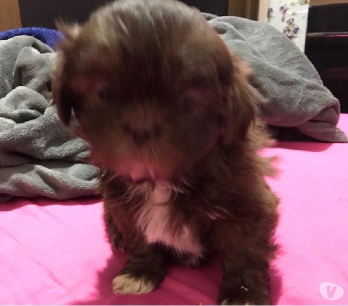FILHOTES LINDOS SHIH-TZU COR RARA