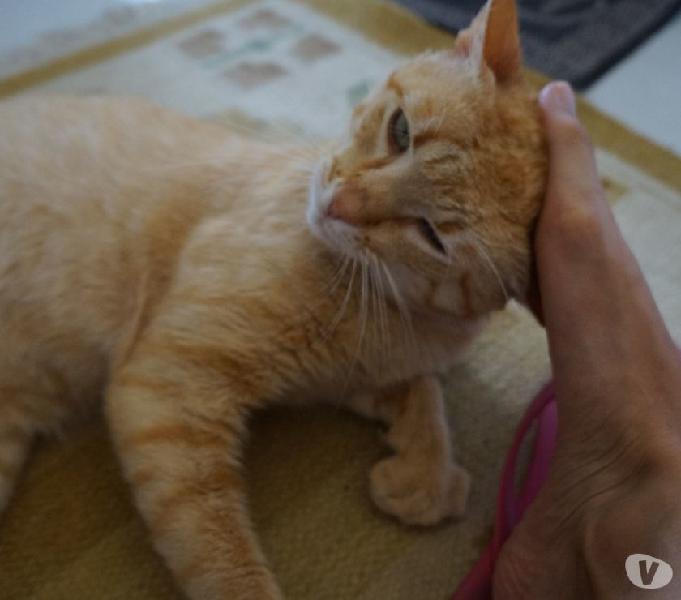 Oliver, um gatinho companheiro