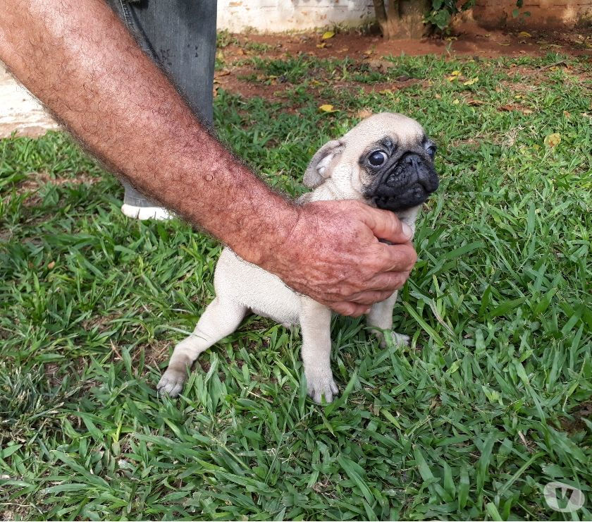 PUG BELISSIMOS FILHOTES COM PEDIGREE