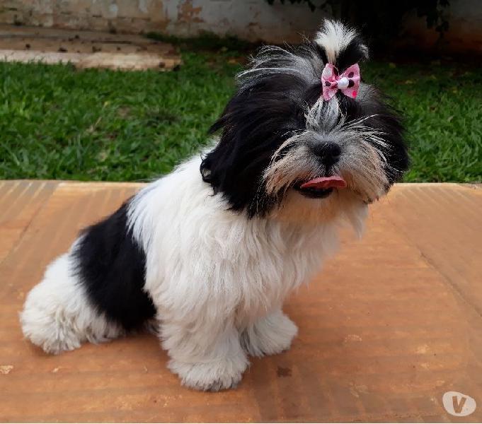 SHIHTZU LINDA FÊMEA TRICOLOR COM PEDIGREE