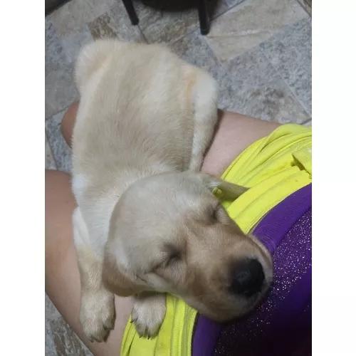 Cachorro Labrador