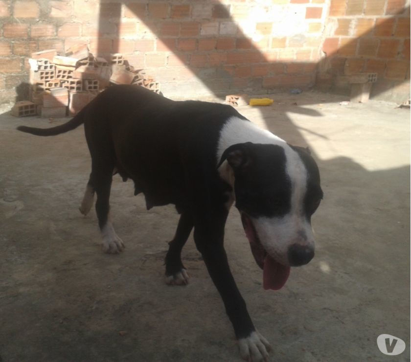 Pit Bull raca pura 350 zap 