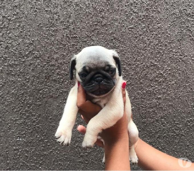 Cachorros Pug macho