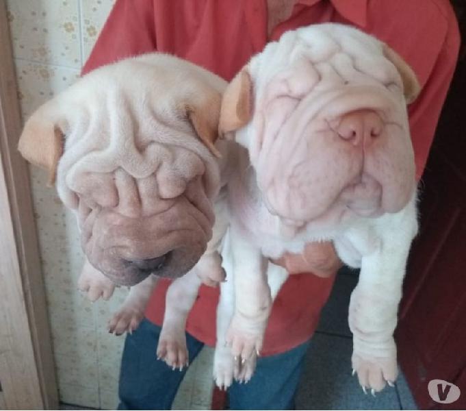 Filhotes de sharpei mini sharpei macho e femea Urgente