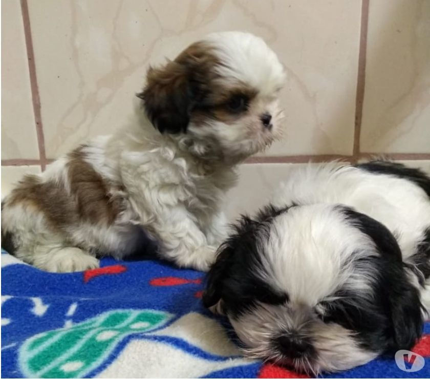 Shih Tzu Filhotes de Excelente Linhagem Somente Machinhos