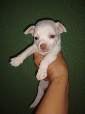 Chihuahua macho branco numero 0 lindissimo país no local