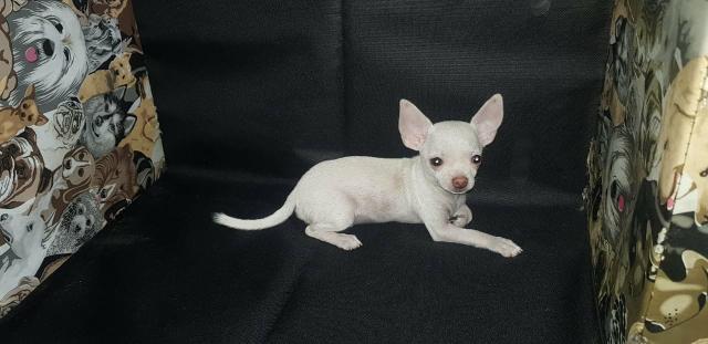 Chihuahua pelo curto pedigree