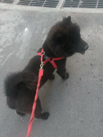 Chow Chow para cobertura