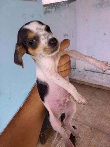 Doa se filhote de cachorro