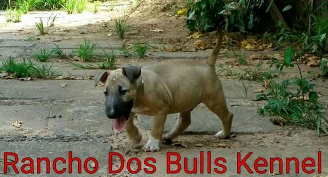 Filhote de Bull Terrier de extrema qualidade (Macho baio)