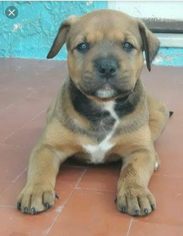 Filhote de Pitt Bull Com Rottweiler