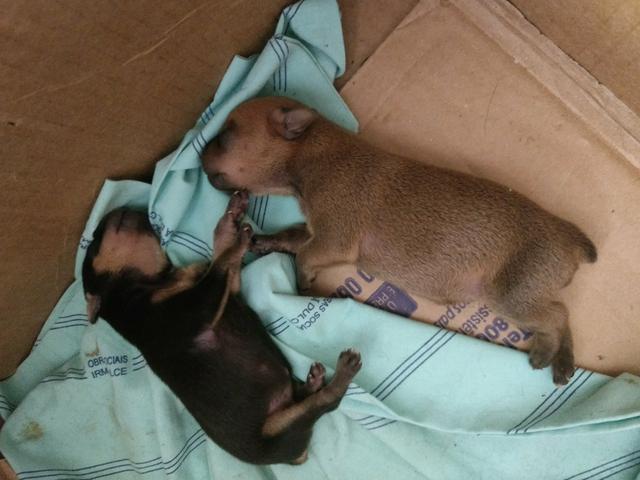 Filhote de pinscher