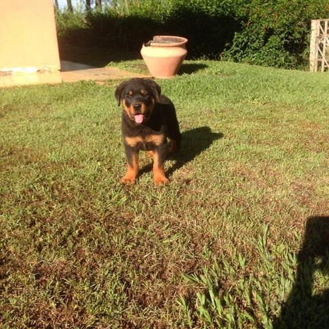 Filhotes Rottweiller