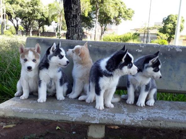 Filhotes de Husky Siberiano