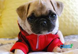 Filhotes de cachorro lindo Pug ...