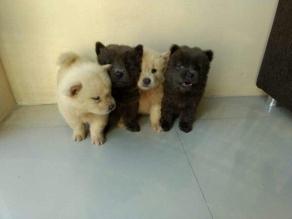 Filhotes de chow-chow