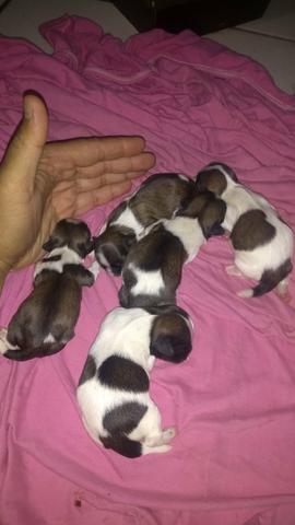 Filhotes de shih Tzu