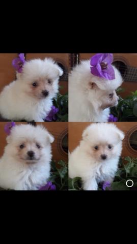 Fêmea de Lulu da Pomerânia Branca - Spitz Alemão Anão