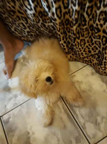 Lhasa Apso