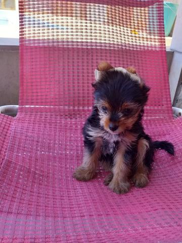 Lindo Yorkshire Terrier