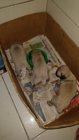 Lindos Pug