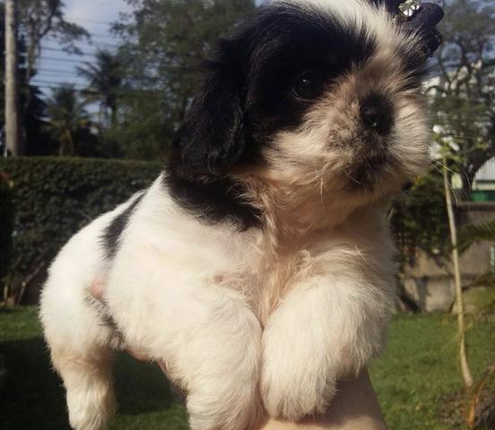 Perfeita fêmea Shih Tzu com vacina importada e garantia de