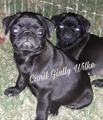 Pug Com Pedigree