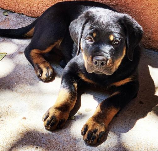 Rottweiller Filhotes Pedigree Gratis