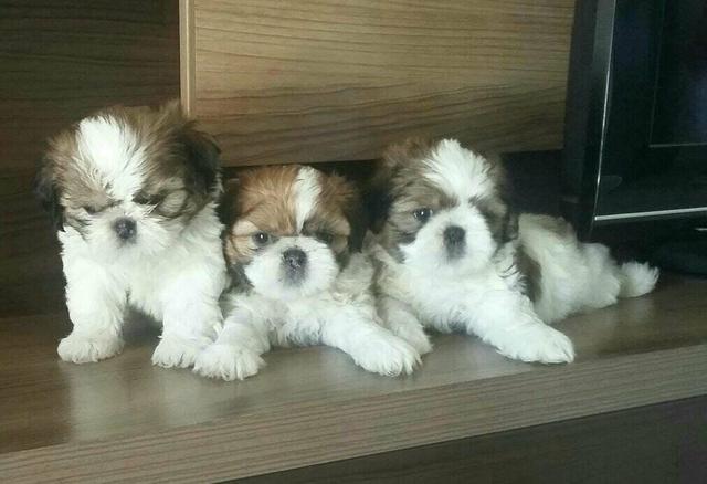 Shih Tzu Machinhos Pedigree + Garantia