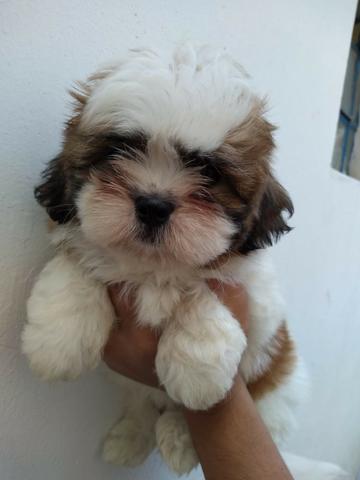 Shih Tzu Oportunidade promoção pra hoje fotos reais