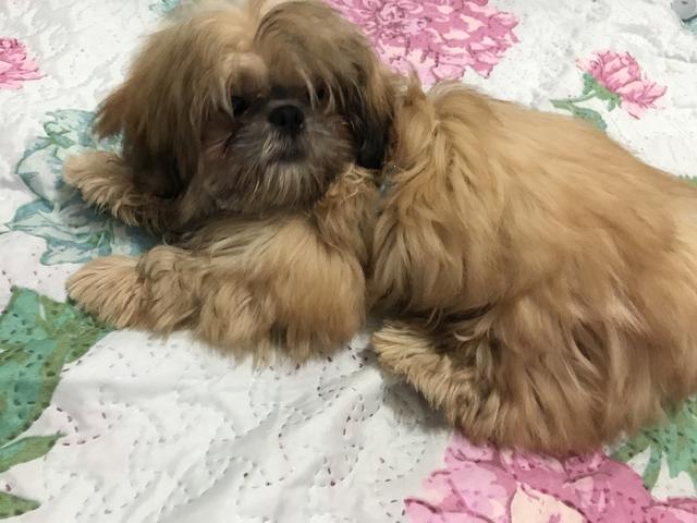 Shih Tzu dourado