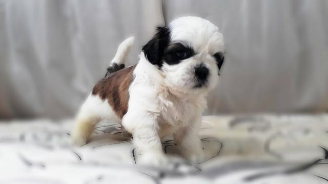 Shih Tzu filhotes, muito carinhosos