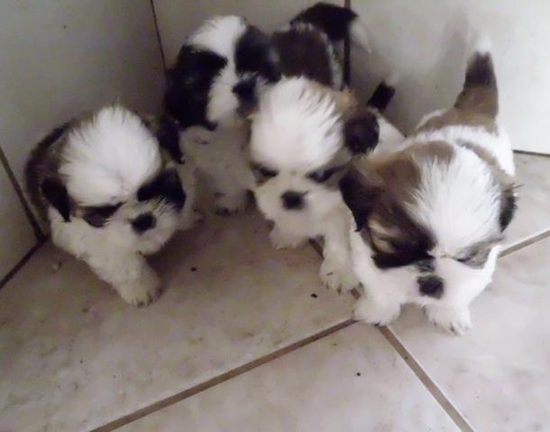 Shih Tzu minizinha dúvida menor